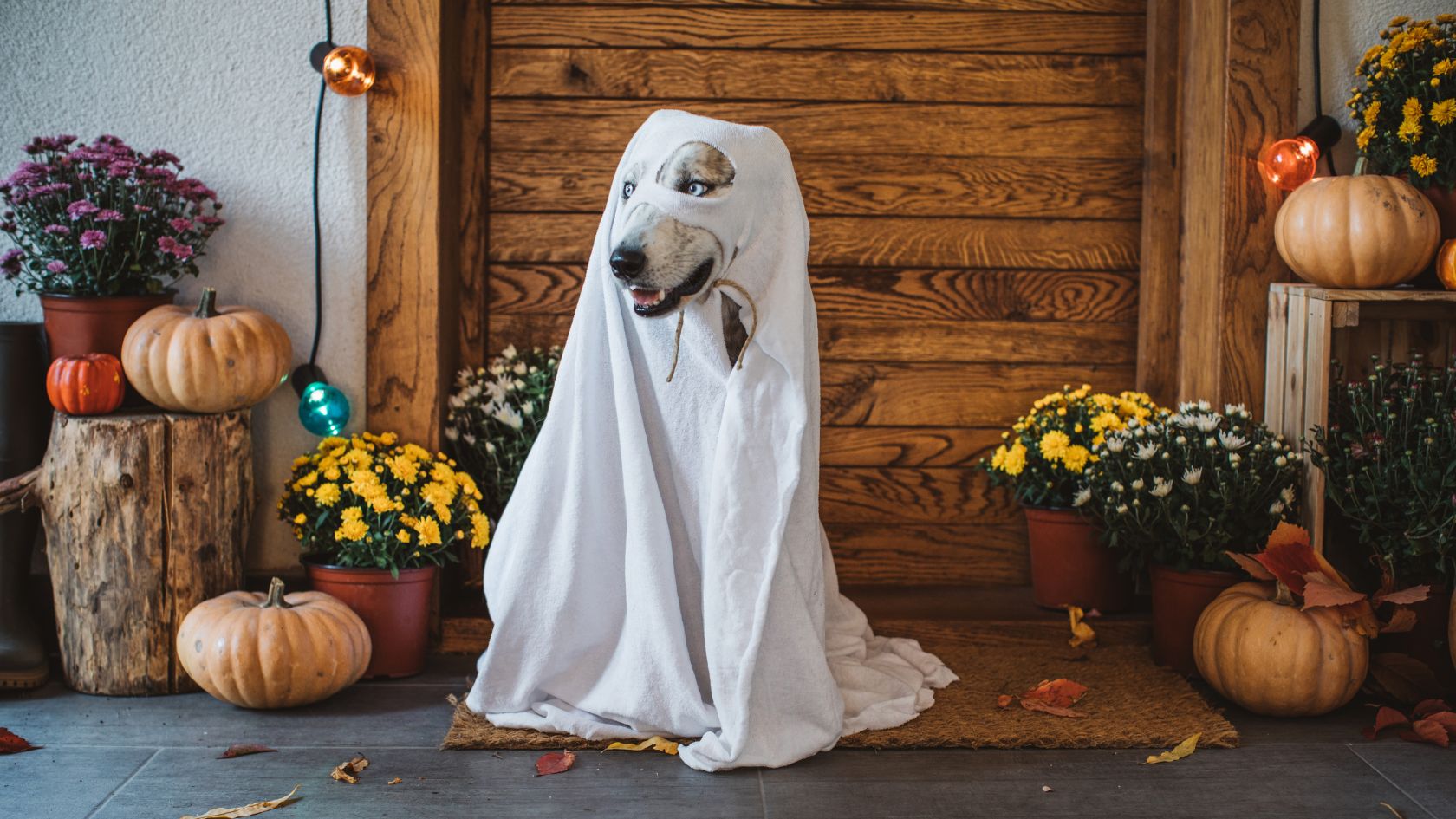 Mills 50 Halloween event featuring dog costume contest