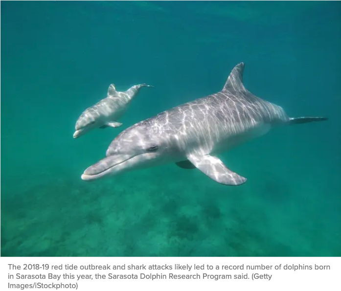 Record Number Of Baby Dolphins Born In Sarasota Bay In 2021