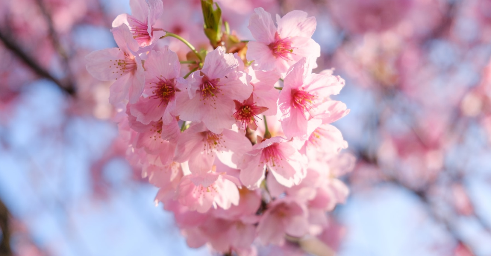Best Places To See The Cherry Blossoms In DC