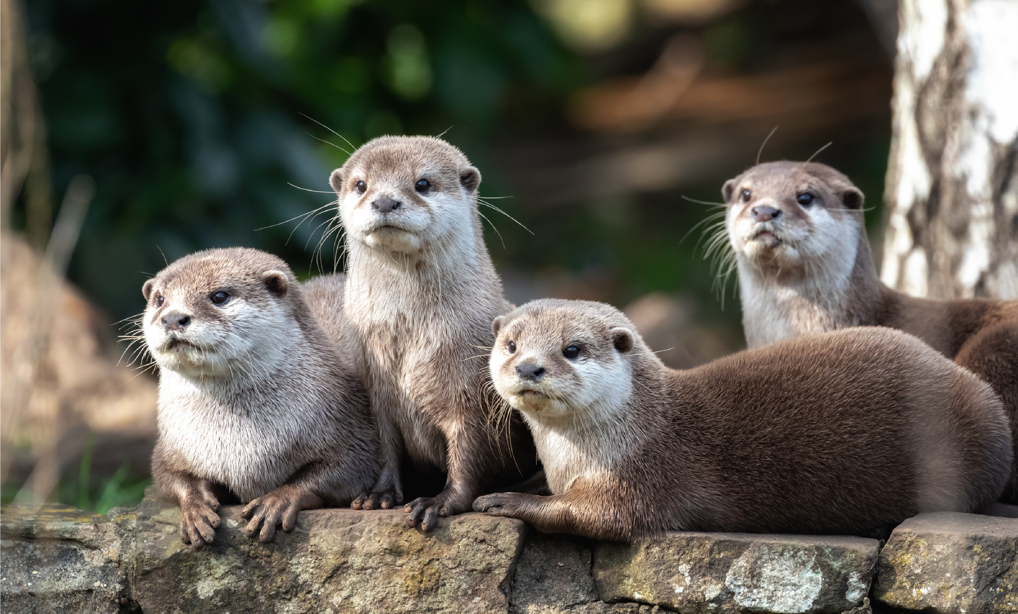 otter family