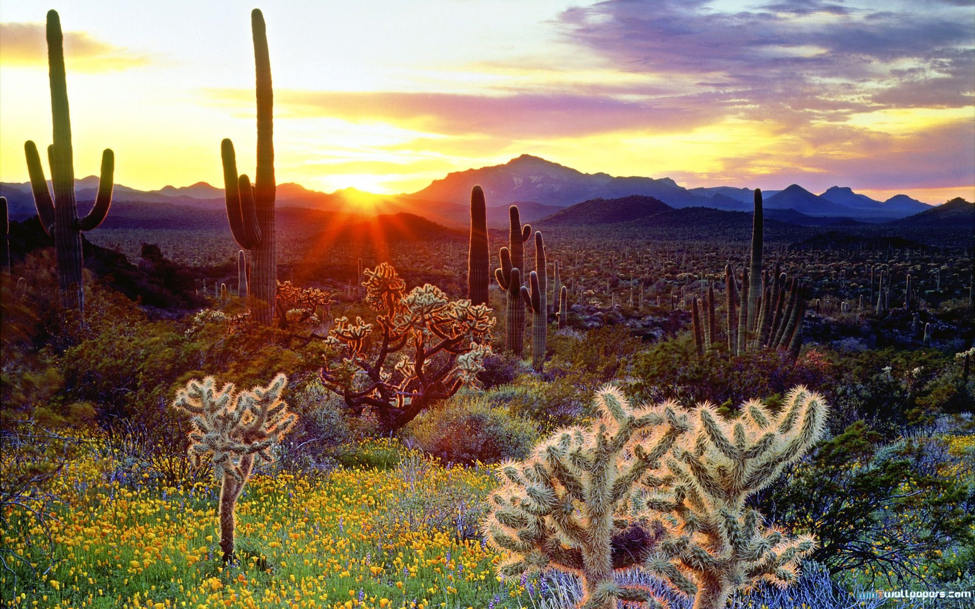 Yes! You Can Enjoy All Four Seasons in Arizona