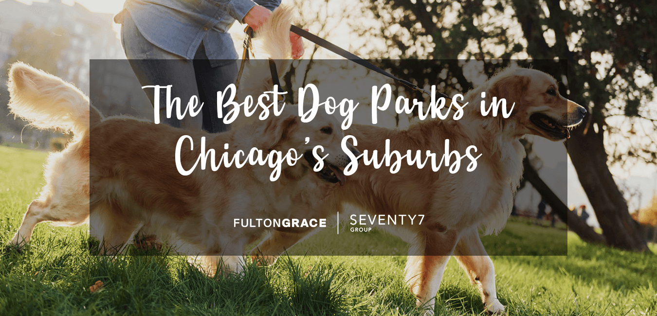 The Best Dog Parks in Chicago’s Suburbs: Fun Off-Leash Places to Take ...