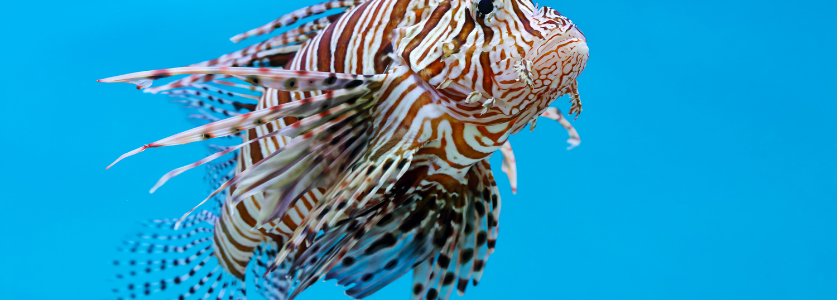 An orange stripped lion fish with a blue background 