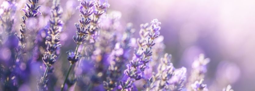 Lavender, purple flowers 