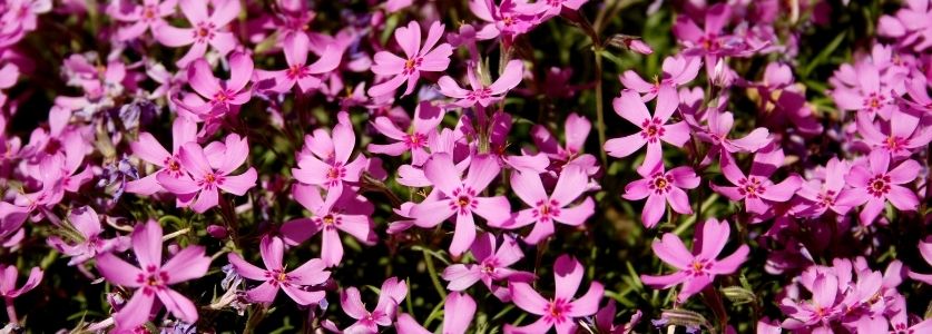 Many little pink flowers with 5 leafs 