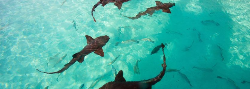 nurse sharks in pool