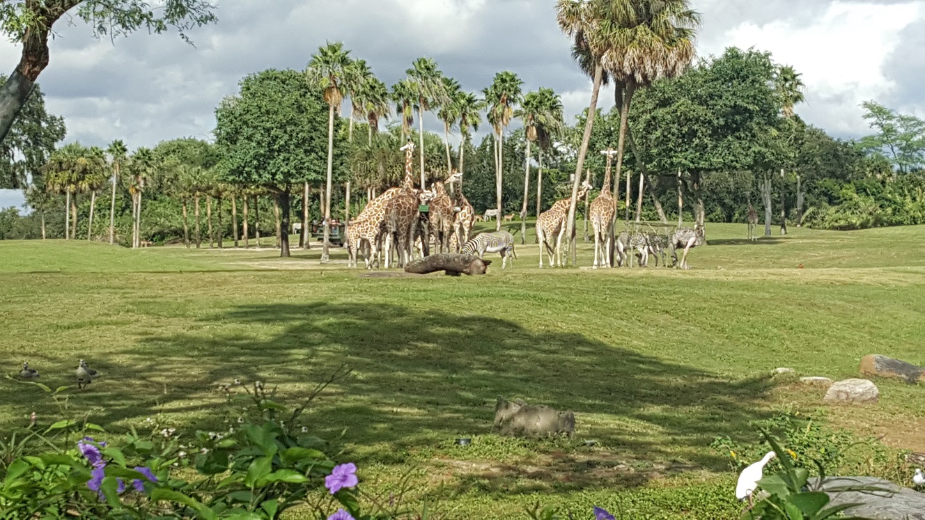 Busch Gardens