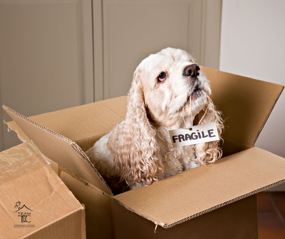 Pets on the move| Moving with pets