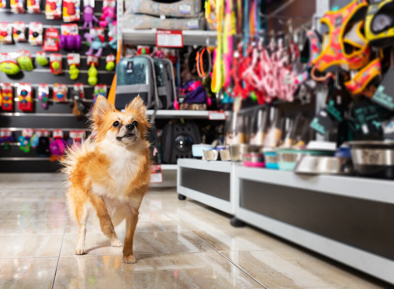 Where to Shop With Your Dog in Beaverton, OR