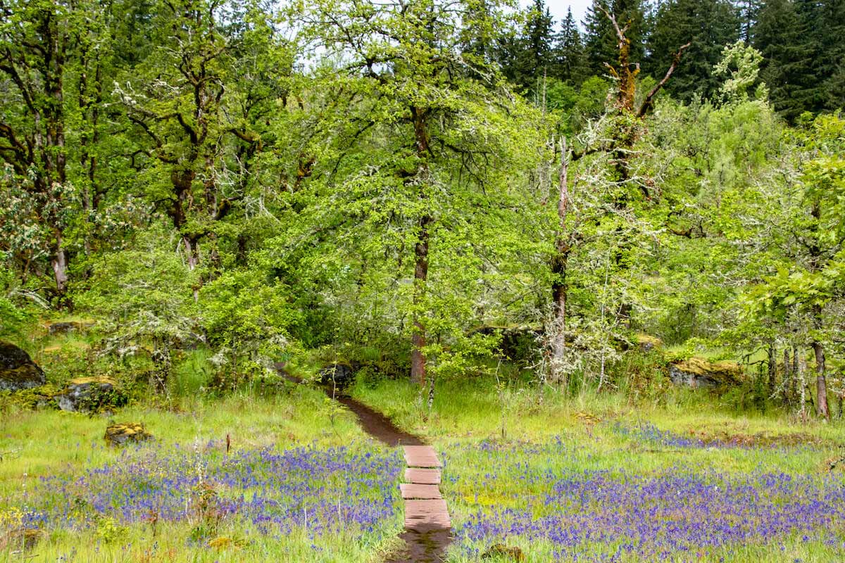 Meadow Trail in Camassia Nature Preserve, Oregon City, OR