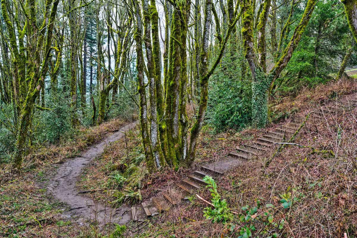 Council Crest Park Trails in Portland Oregon