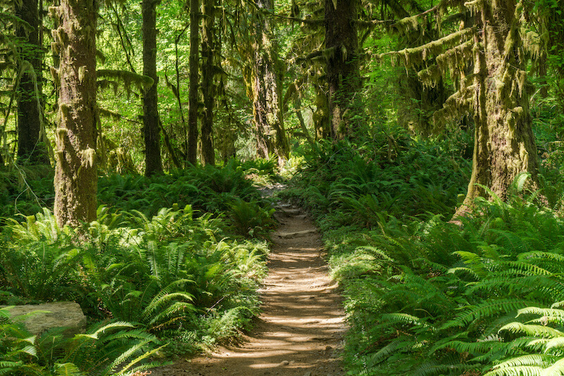 Things to Do at Springbrook Park in Lake Oswego, OR