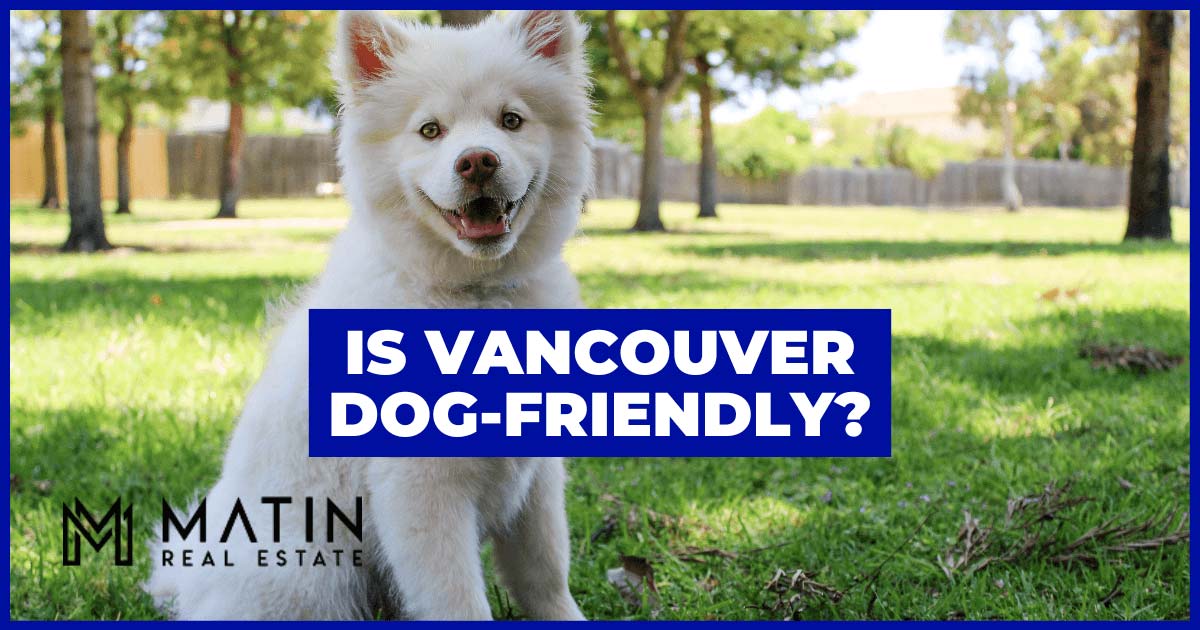 Dog Parks and Dog-Friendly Activities in Vancouver WA