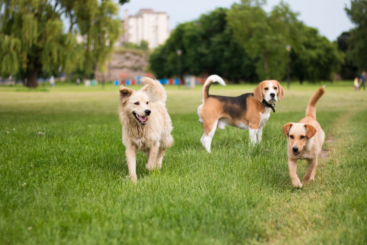 Best Dog Parks in West Linn