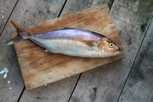 kahala fish