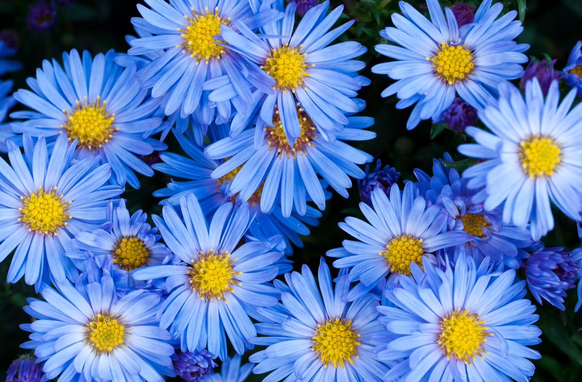 ASters