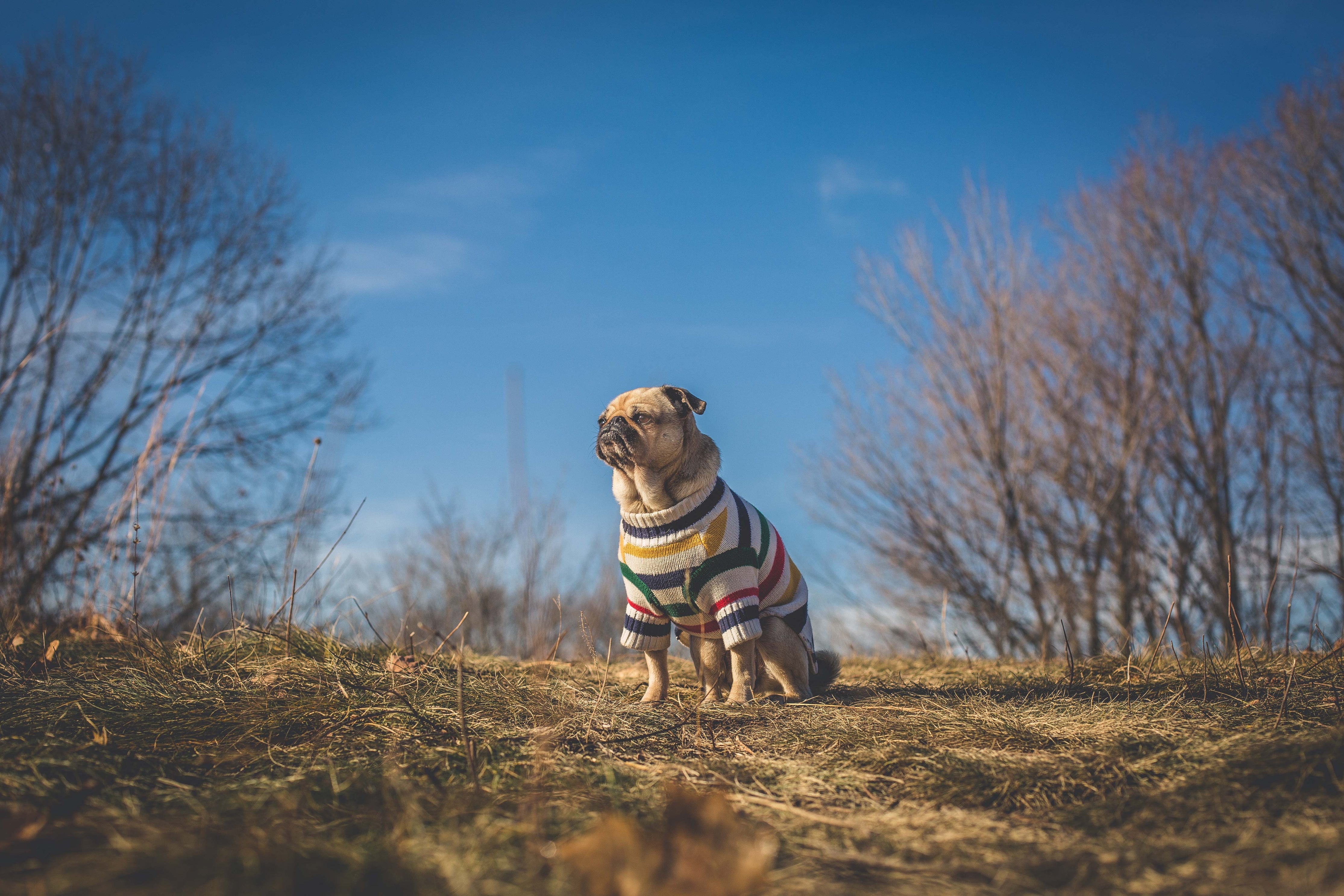 A pug in a colorful sweater looks at the sun.
