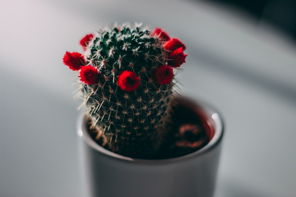 potted cacti plant