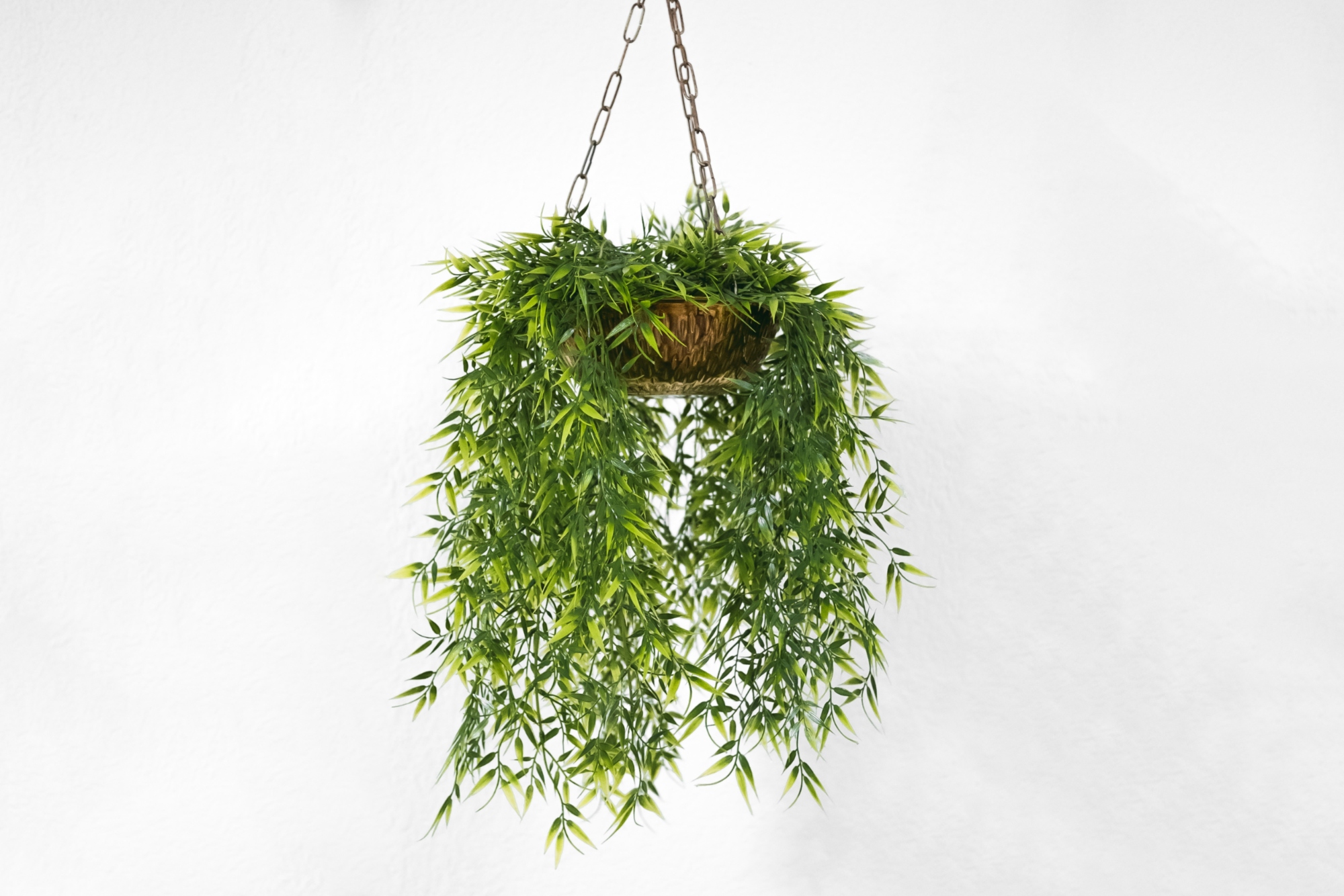 live hanging plant
