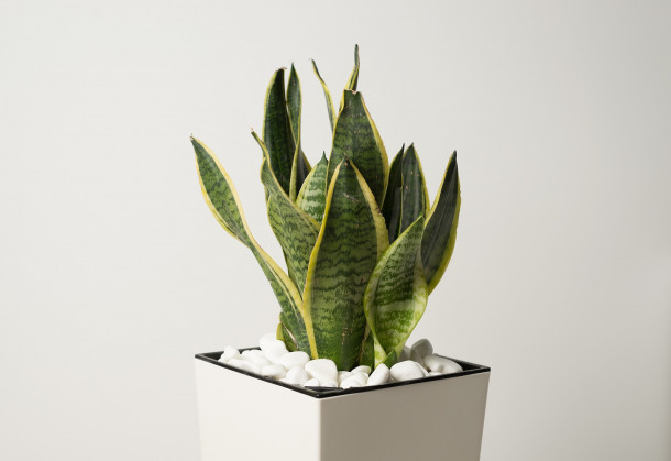 indoor snake plant