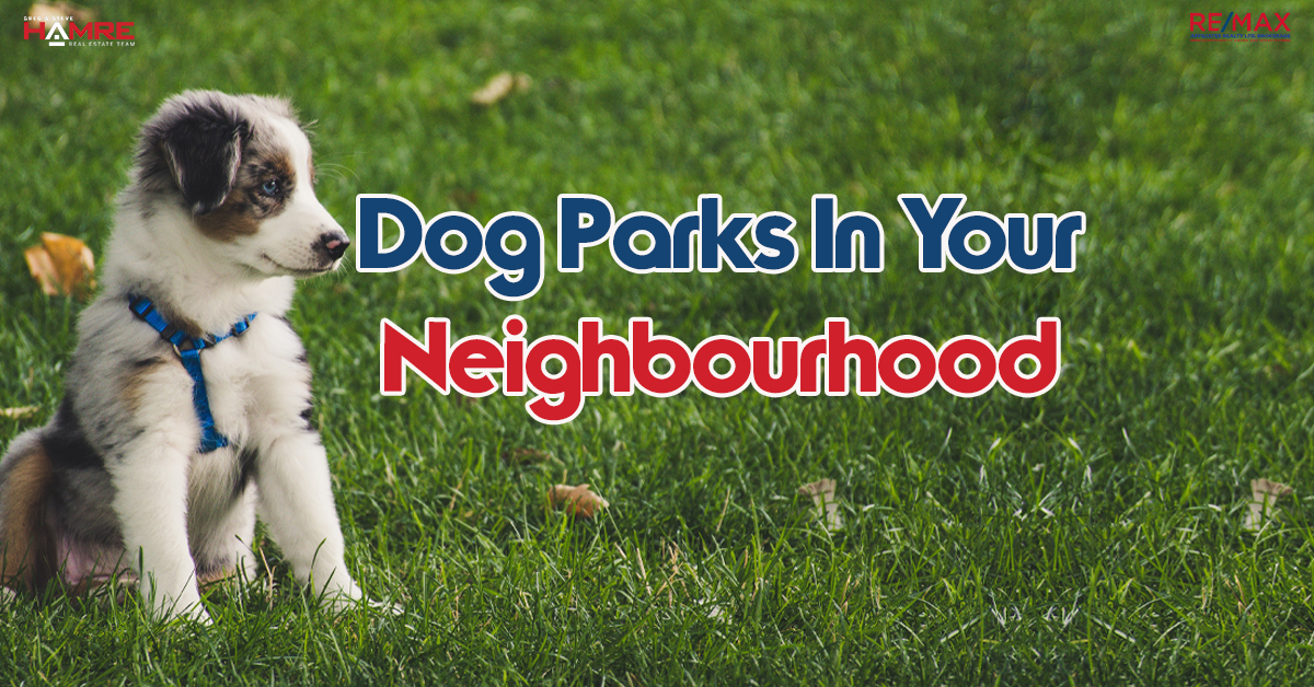 Dog Parks in Your Neighbourhood