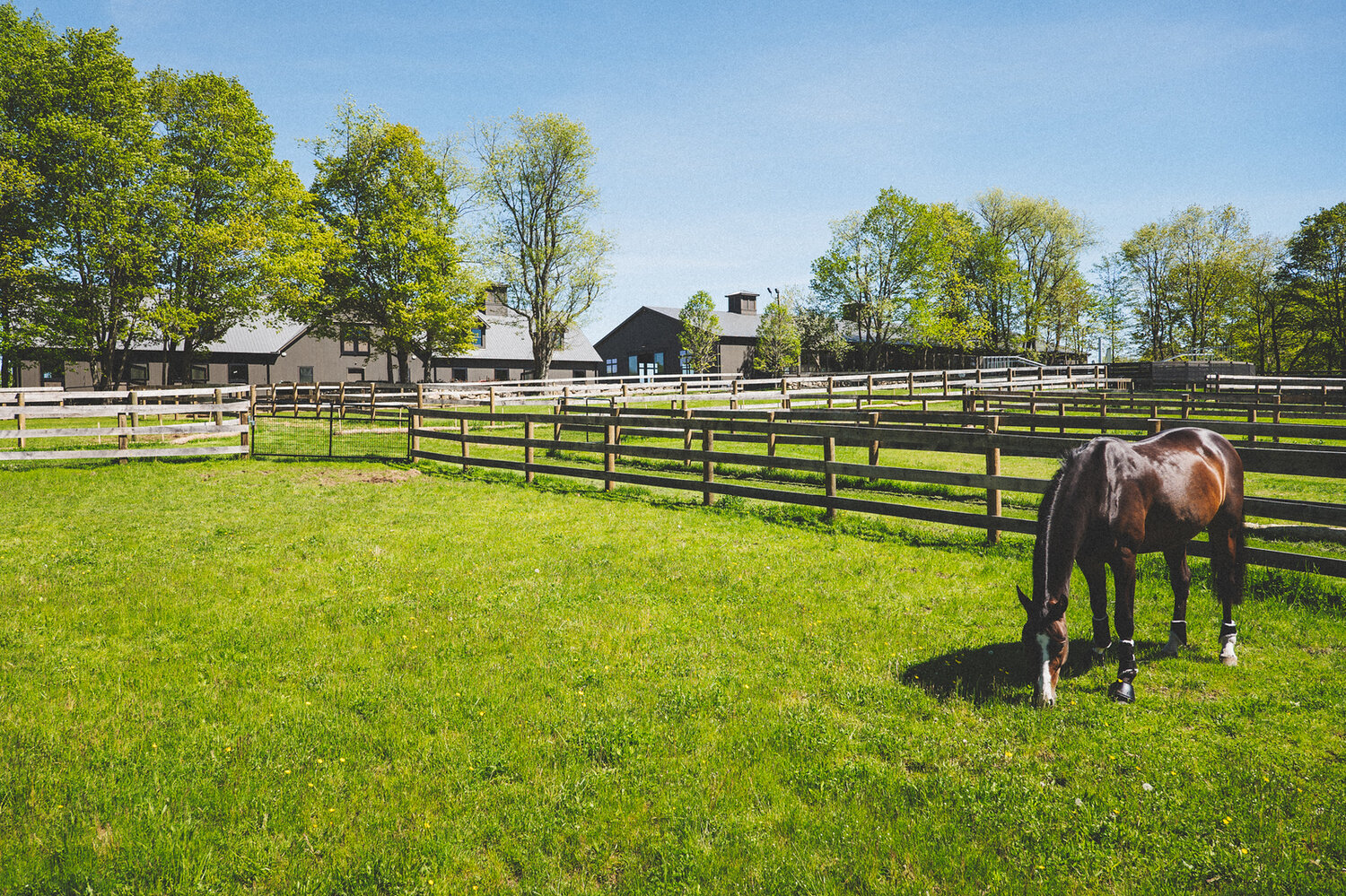 Horse Farm, Belle Meade TN