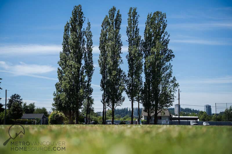 Bridgeview Park Trees in Bridgeview, Surrey, British Columbia