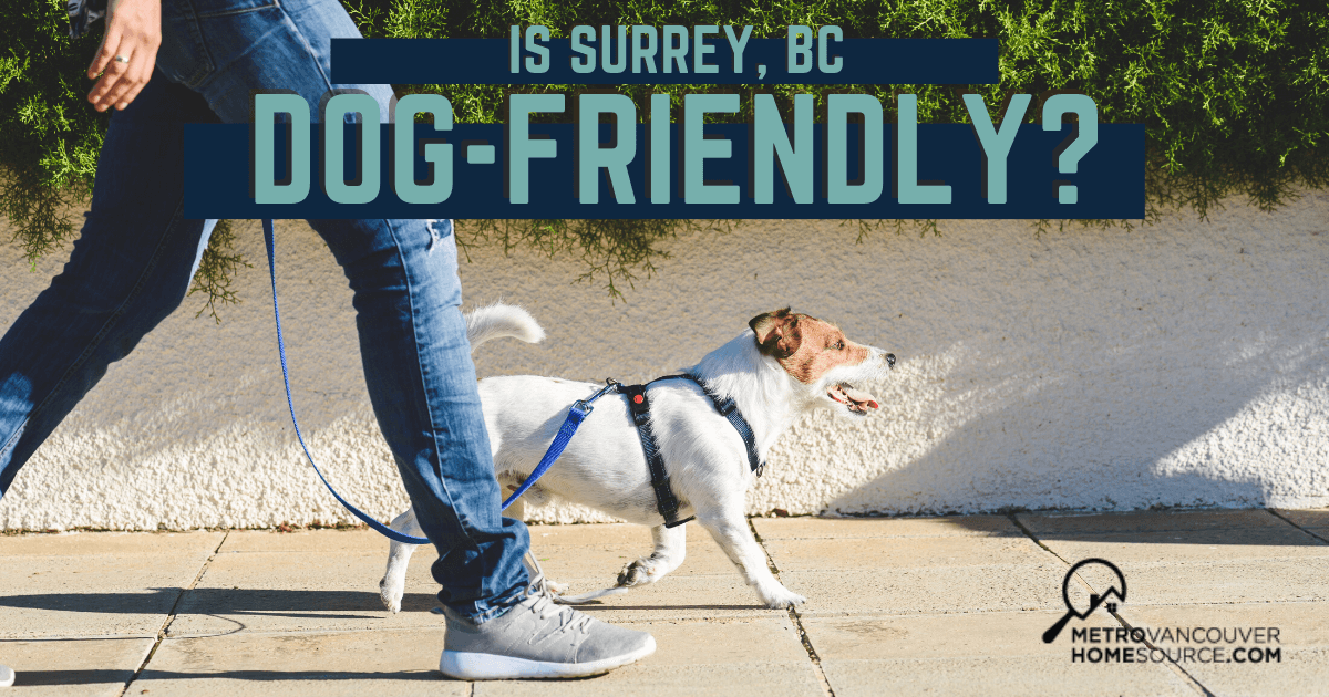 Things to Do With Dogs in Surrey, BC