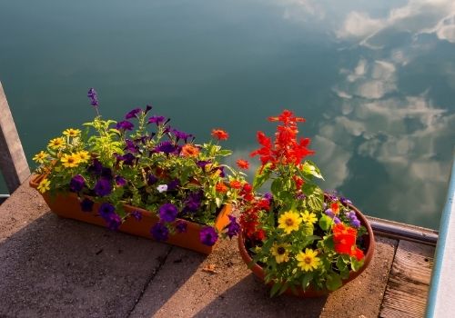 Container Gardening Tips for Lake Docks