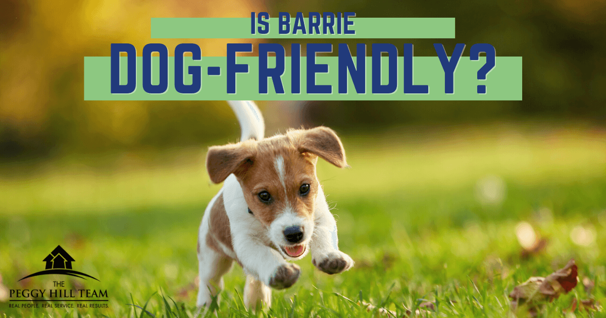 Things to Do With Dogs in Barrie, ON