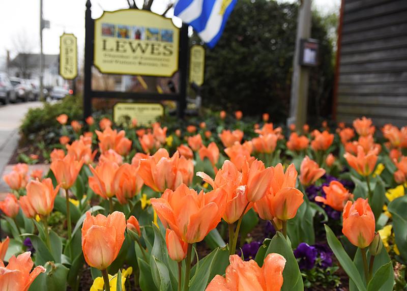 Lewes-Tulips