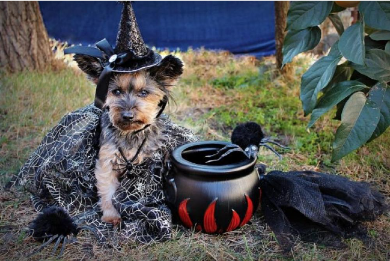 Cute Dog Dressed as a Witch for Halloween