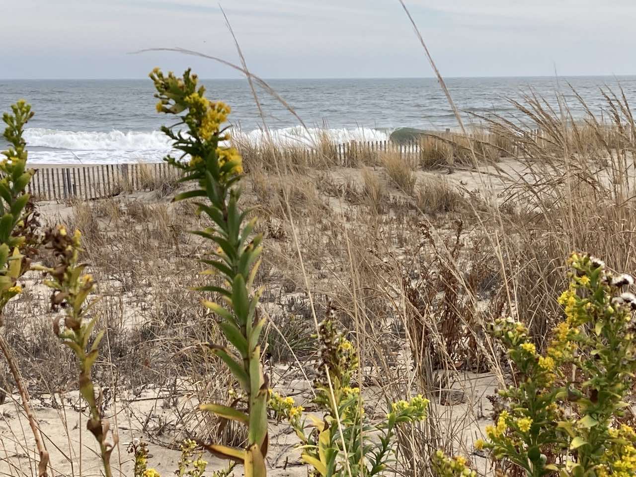 Rehoboth Beach Waves