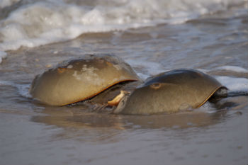 horseshoe-crabs