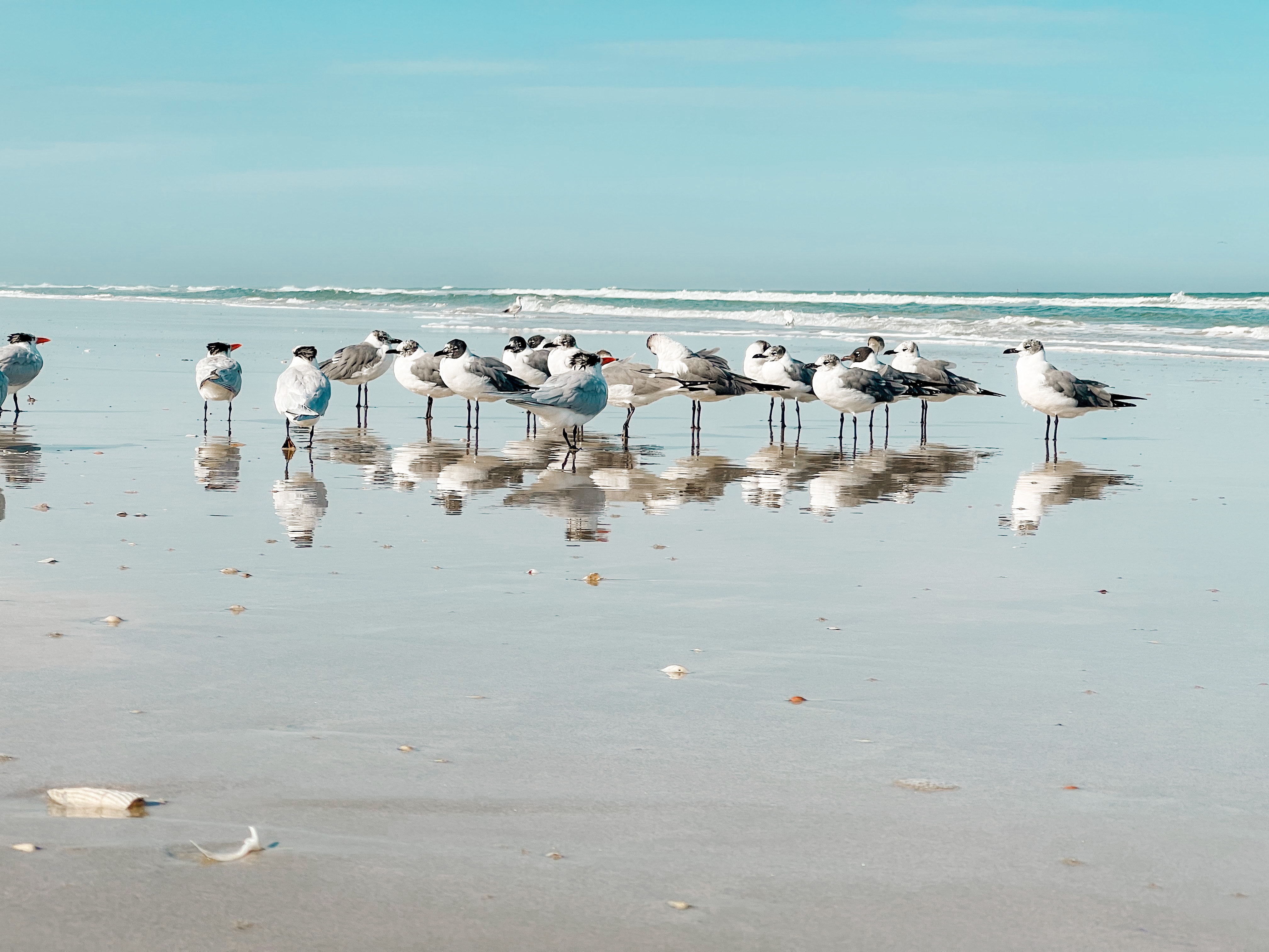 Shorebirds and Sea Gulls