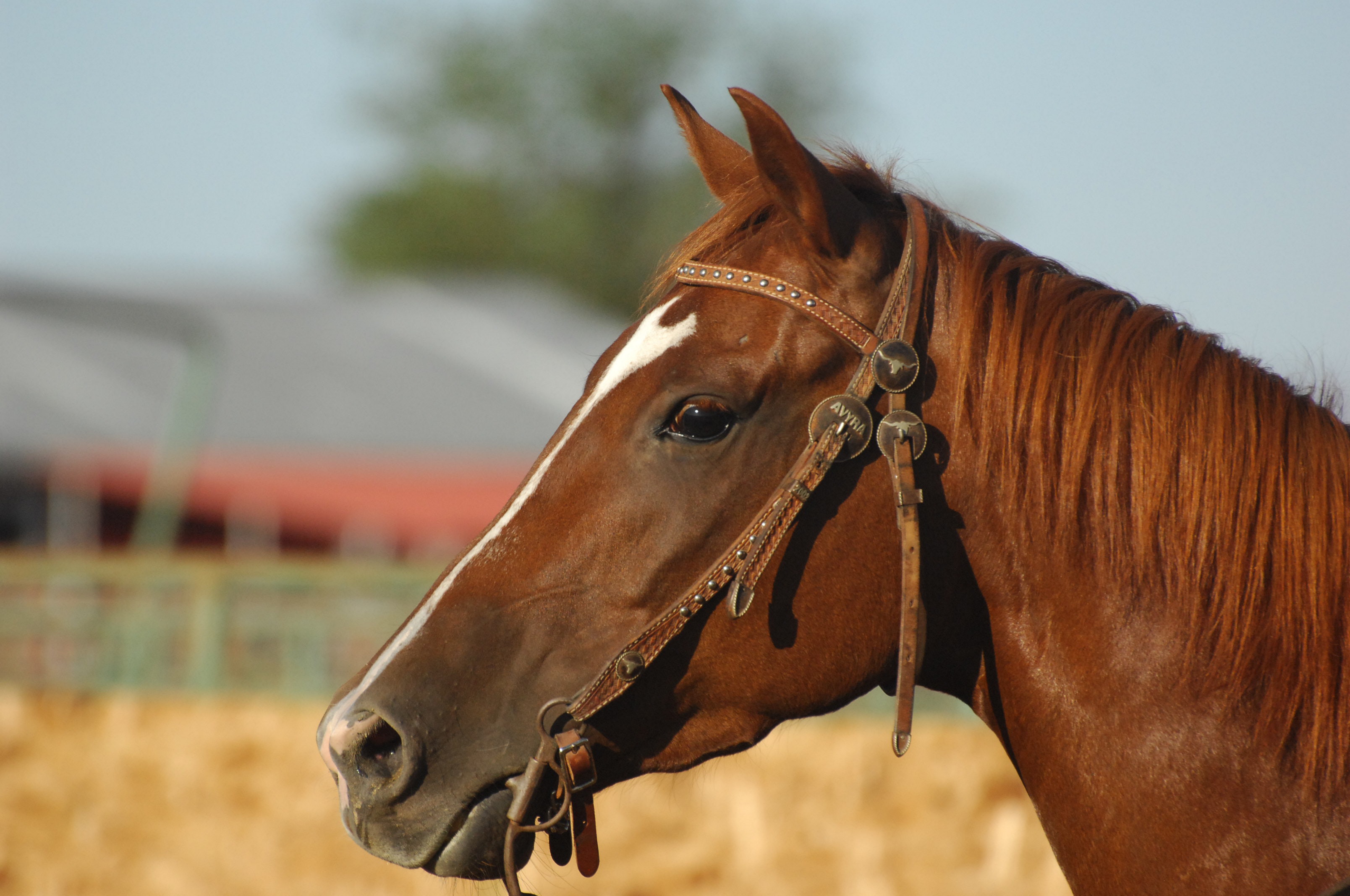 Closeup of Horse