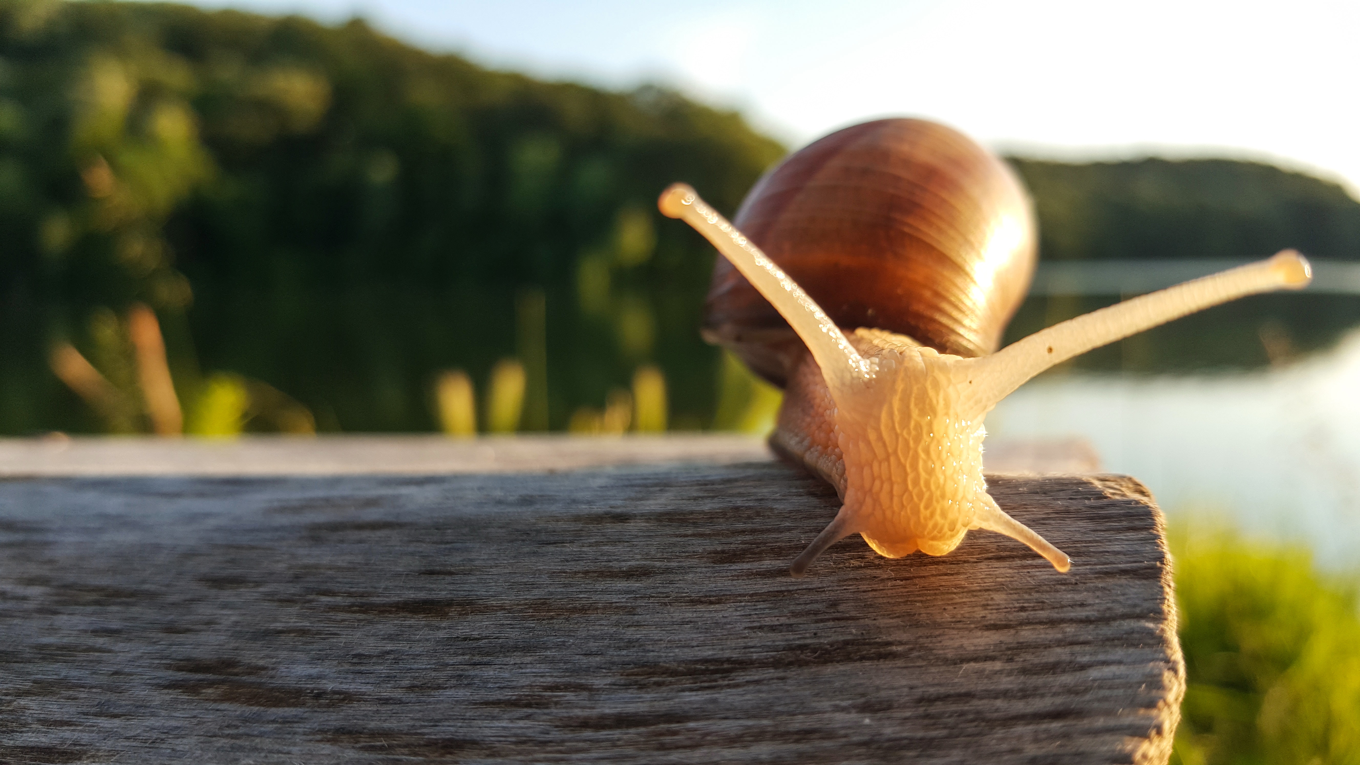 Snail on a Log