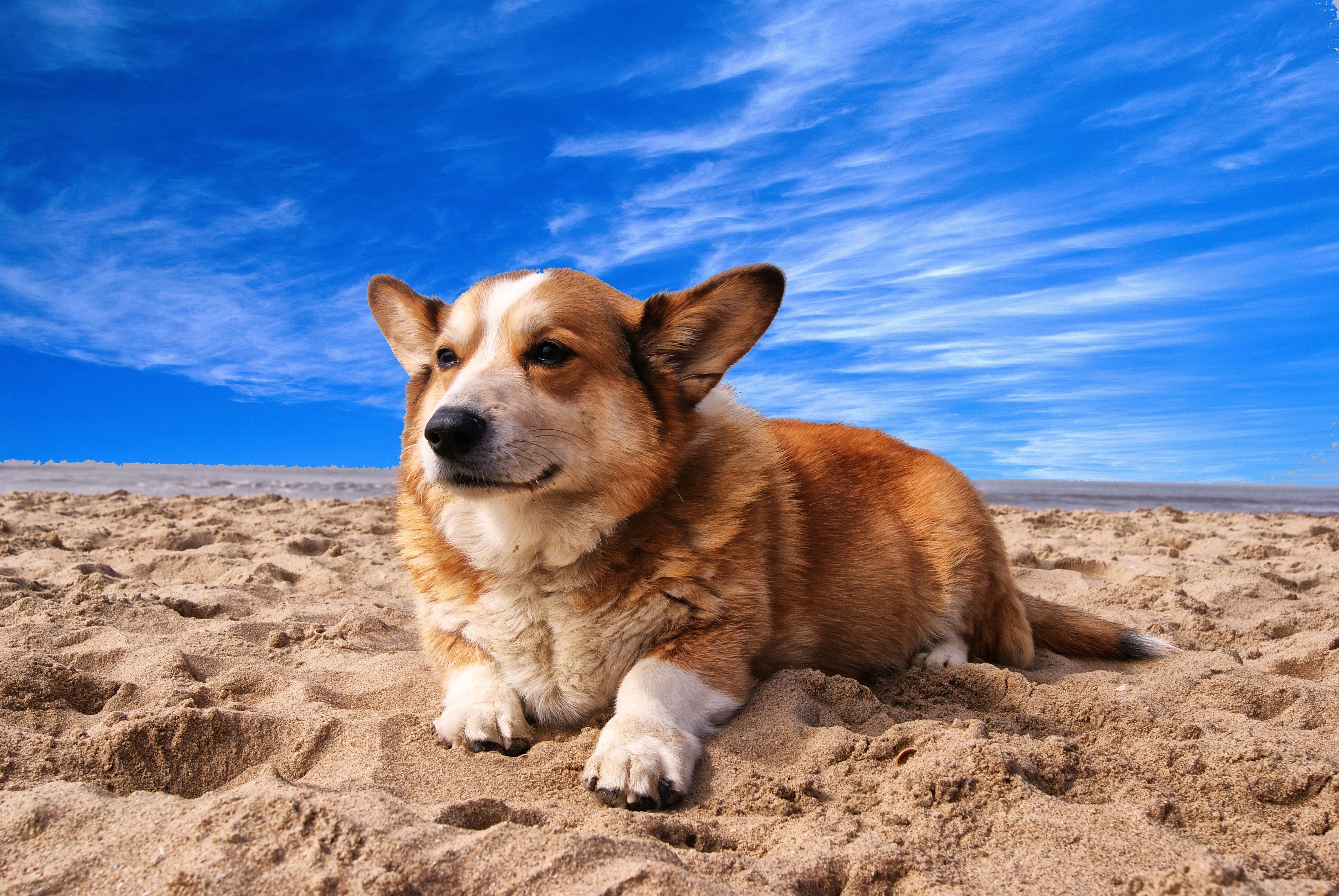 are dogs allowed on bethany beach all year