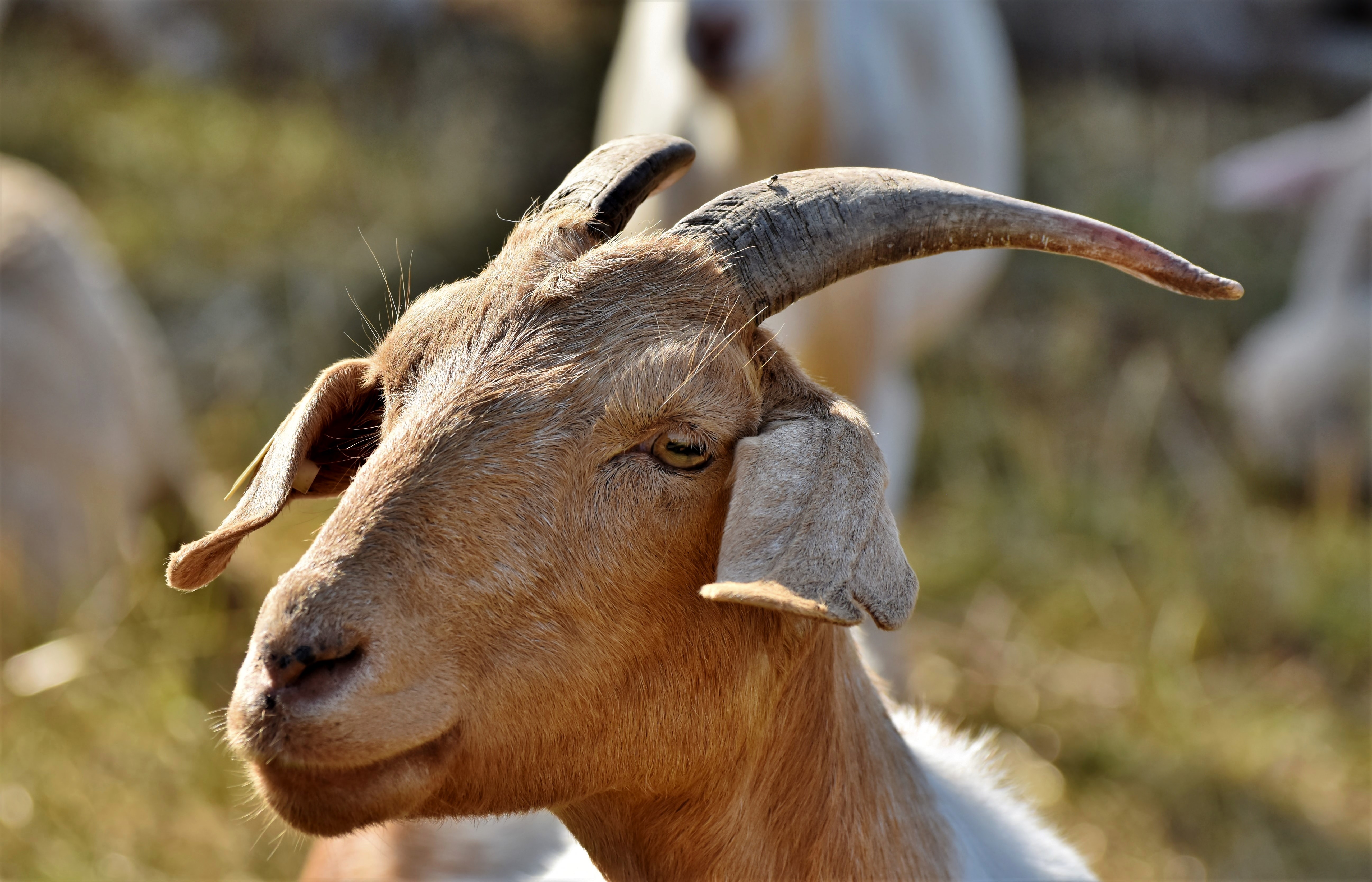 Closeup Pic of Goat