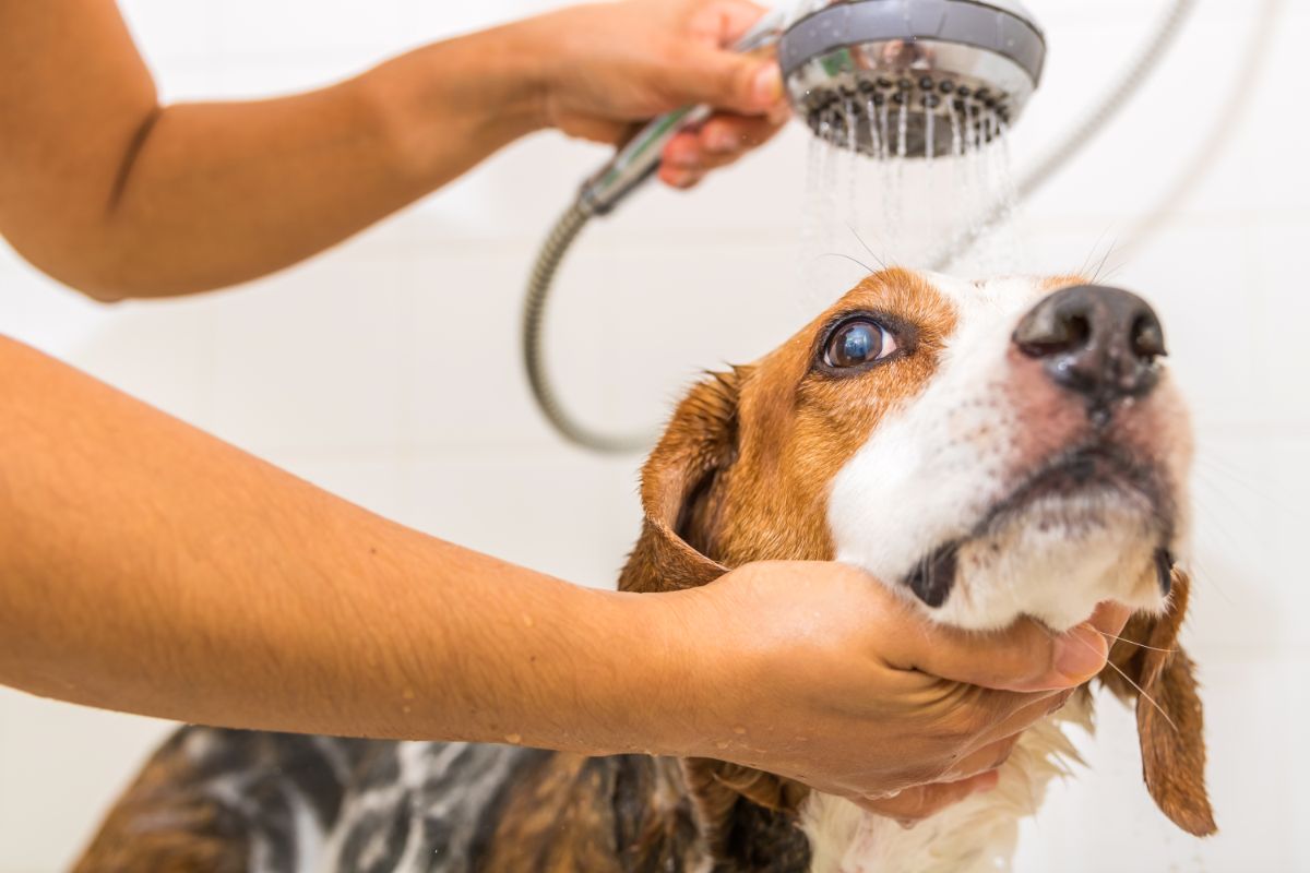 Removing Pet Odors From Your Home 