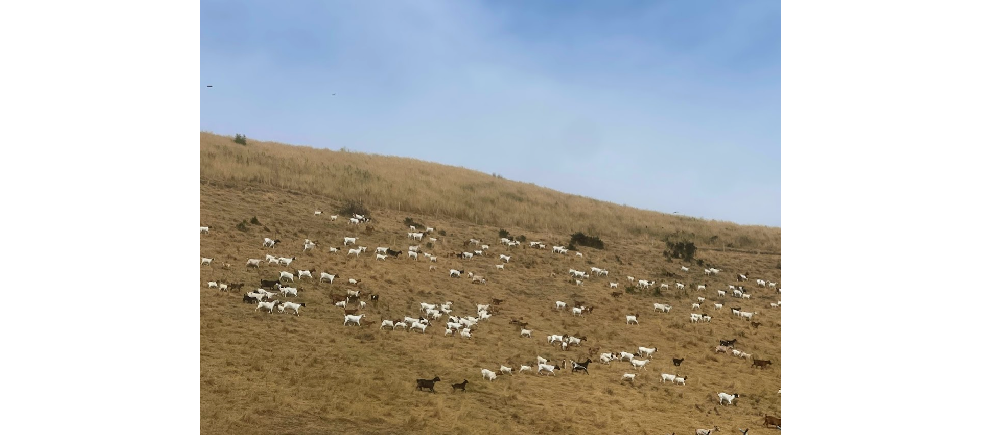 Hundreds of goats grazing on at King Estate Open Space (for fire prevention)