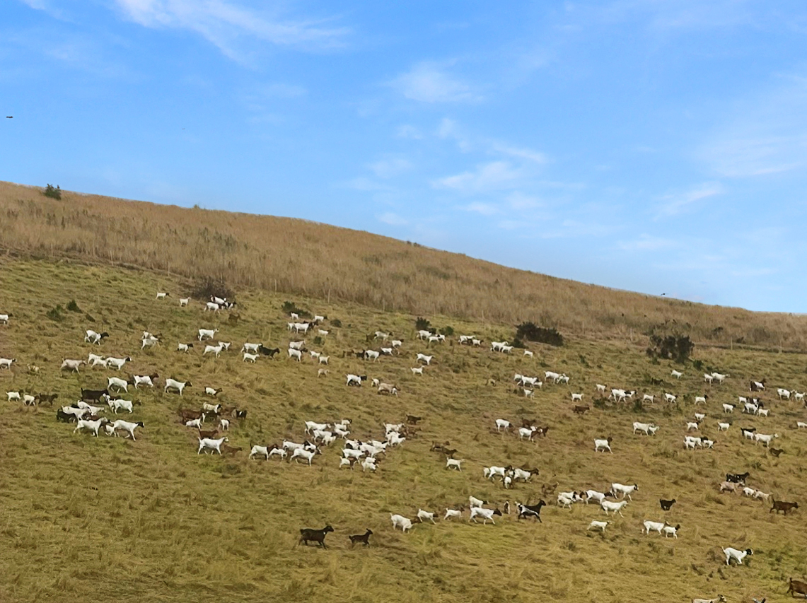 Goats grazing at King Estate Open Space Park