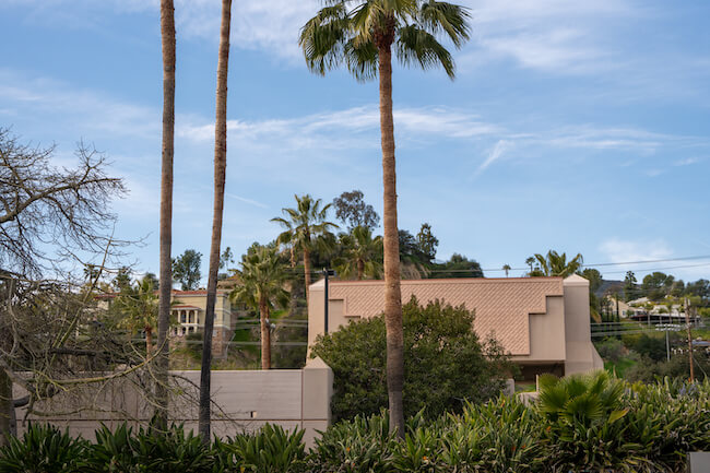 Palm Trees in Verdugo Woodlands, Glendale, California