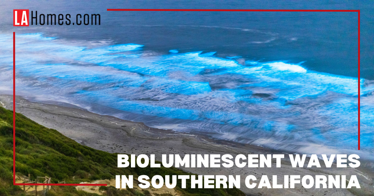 Experience Bioluminescent Waves in Southern California Best Spots