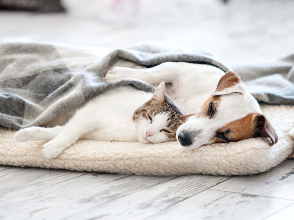The Ultimate Guide to Pet Safety at Home