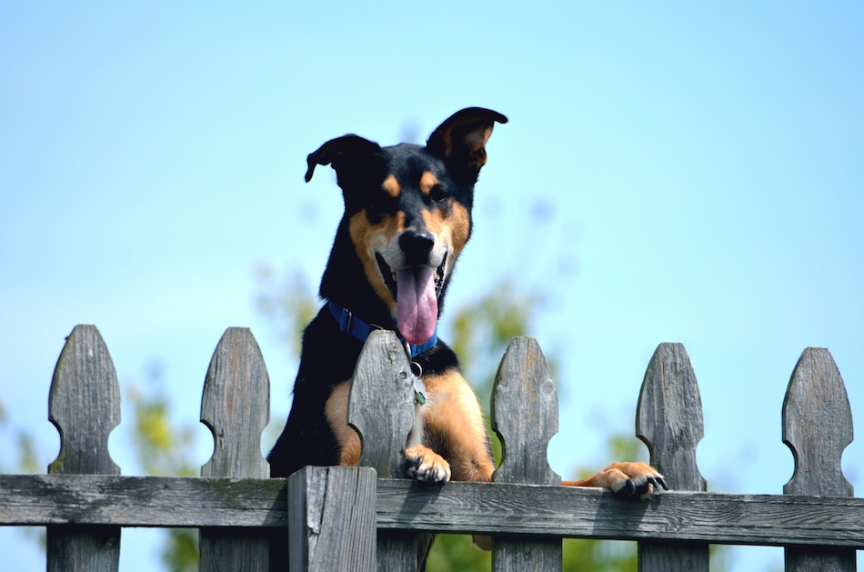 Dog Safe Fence