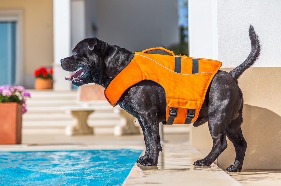 Keeping Dogs Safe Near the Pool
