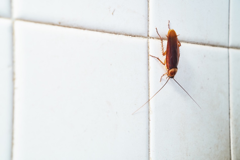 How to Get Rid of Pests in the Home