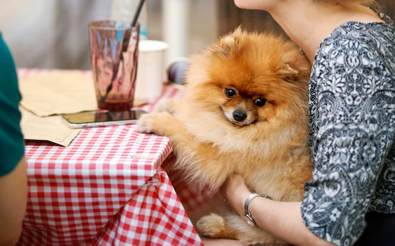 Dog-Friendly Restaurants in Granada Hills