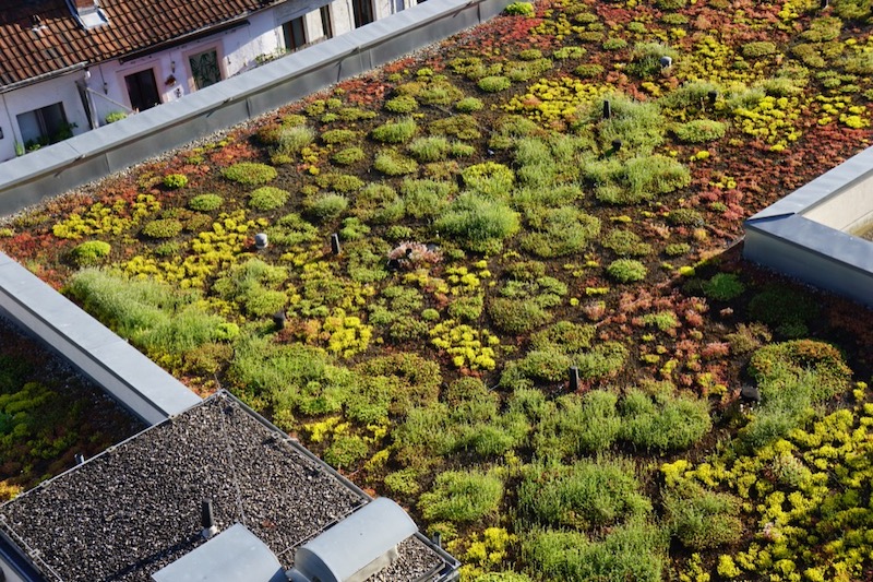 Solving Urban Heat Islands With Green Roofs